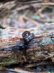 Pseudoplectania melaena