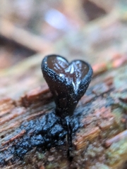 Pseudoplectania melaena