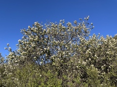 Ceanothus crassifolius