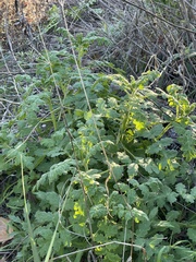 Phacelia ramosissima