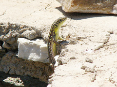 Lacerta citrovittata