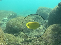 Chaetodon andamanensis