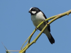 Sporophila lineola