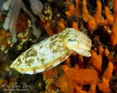 Sepia plangon
