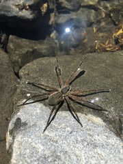 Dolomedes aquaticus