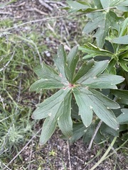 Delphinium cardinale
