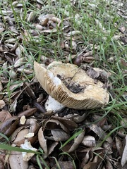 Amanita velosa