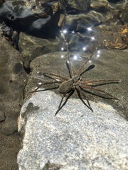 Dolomedes aquaticus