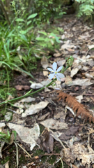 Chlorophytum comosum
