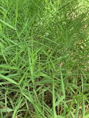 Cynodonteae
