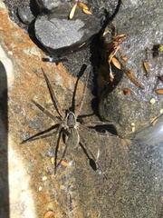 Dolomedes aquaticus