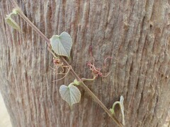 Cissus repanda