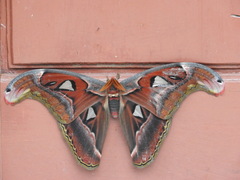 Attacus erebus