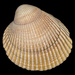 Nuttall's Cockle - Photo (c) Jeff Ward, some rights reserved (CC BY-NC-SA), uploaded by Jeff Ward