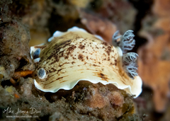 Aphelodoris varia