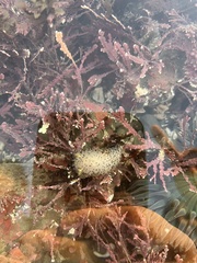 Acanthodoris rhodoceras