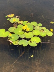 Nymphoides thunbergiana