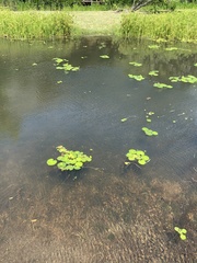 Nymphoides thunbergiana