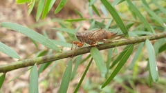 Palapsalta circumdata