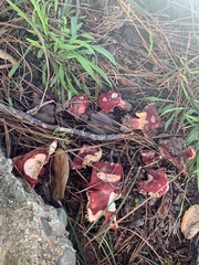Russula rhodocephala