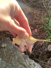 Russula rhodocephala