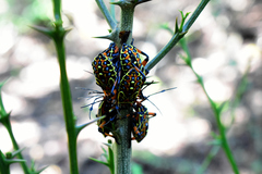 Pachylis nervosus