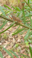 Palapsalta circumdata