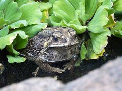 Duttaphrynus melanostictus