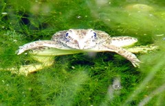 Euphlyctis cyanophlyctis