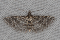 Alucita spicifera