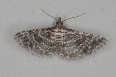 Alucita spicifera