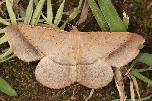 Conolophia aemula