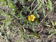 Potentilla hickmanii