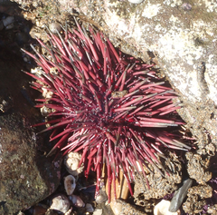 Mesocentrotus franciscanus