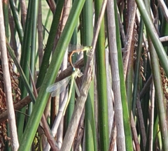 Ischnura aurora aurora