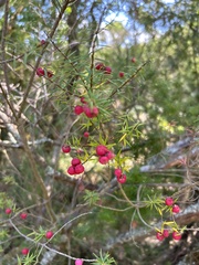 Leptecophylla oxycedrus