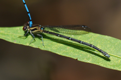 Argia cupraurea