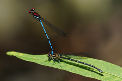 Argia cupraurea