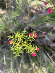 Leptecophylla oxycedrus