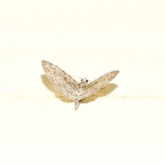 Pasiphilodes testulata