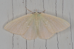 Prasinocyma panchlora