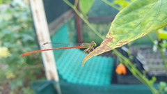 Ceriagrion aeruginosum