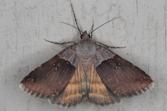 Plecopterodes moderata