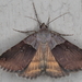 Plecopterodes - Photo 由 Johan Heyns 所上傳的 (c) Johan Heyns，保留部份權利CC BY-NC