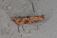 Anatrachyntis simplex