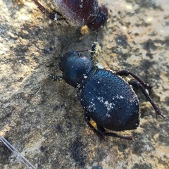 Tenebrionidae
