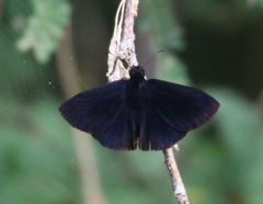 Ephyriades