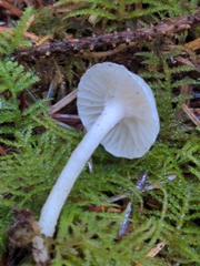 Hygrophorus