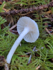 Hygrophorus