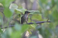 Sephanoides sephaniodes